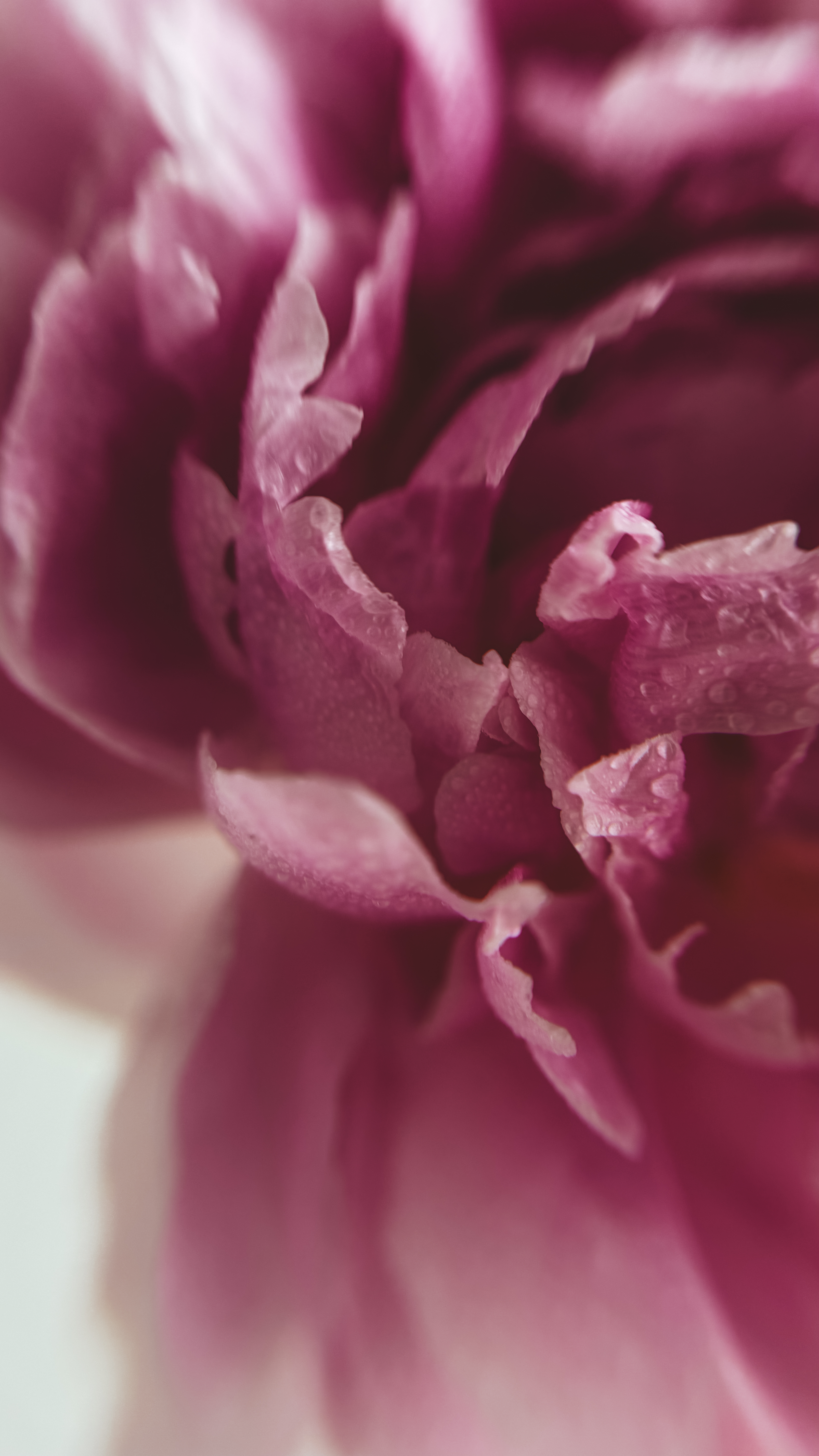 ALPALAZONE X АННА РЕЗОВСКАЯ