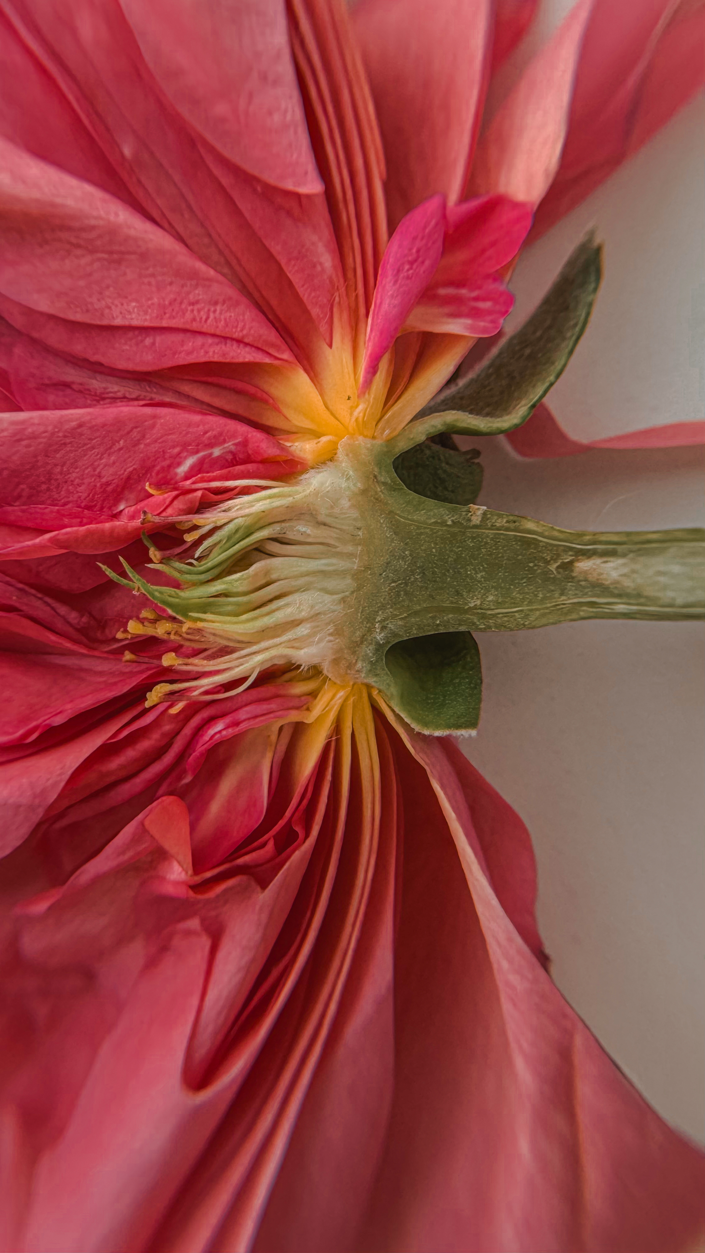 ALPALAZONE X АННА РЕЗОВСКАЯ