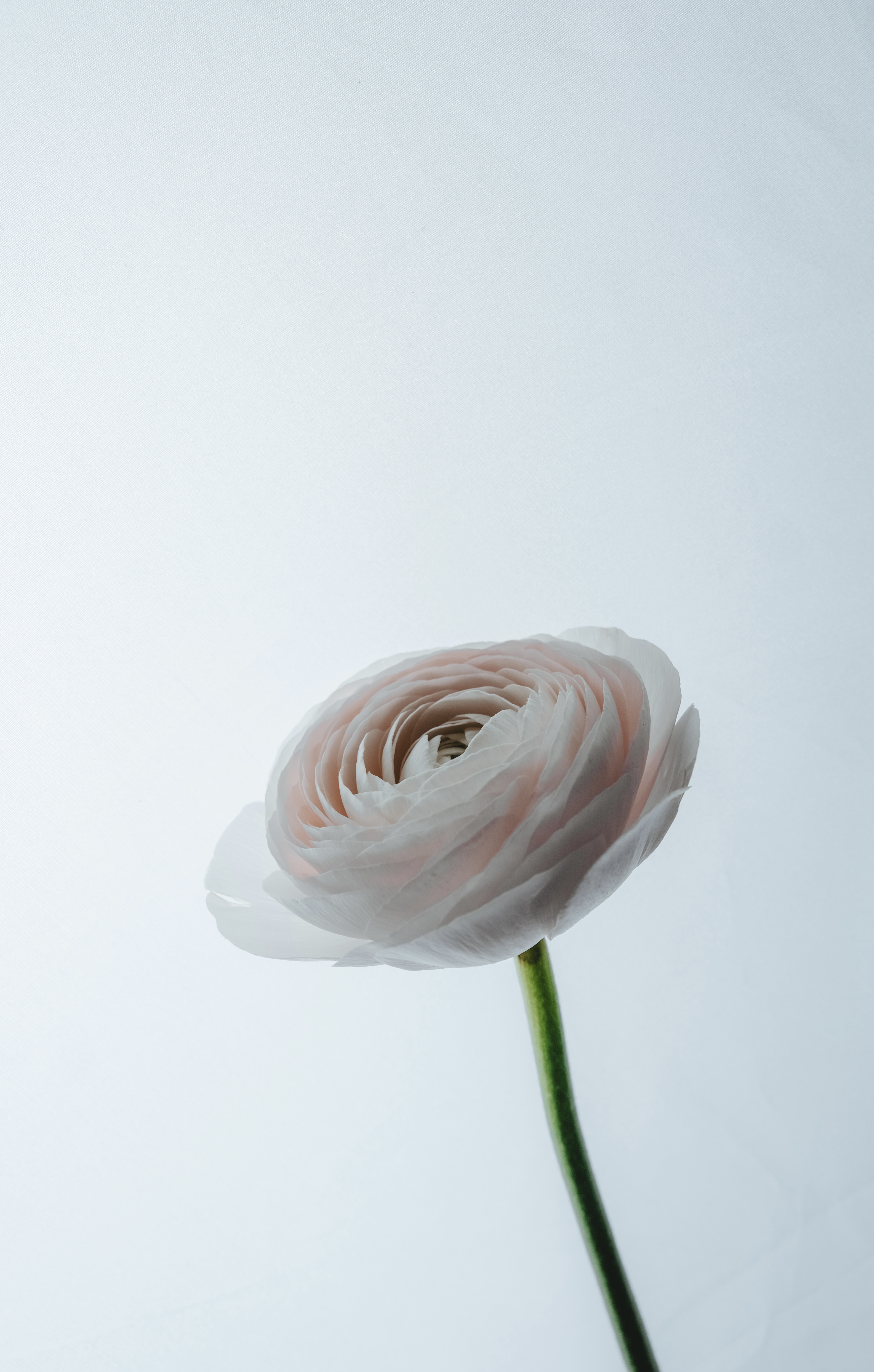 ALPALAZONE X АННА РЕЗОВСКАЯ