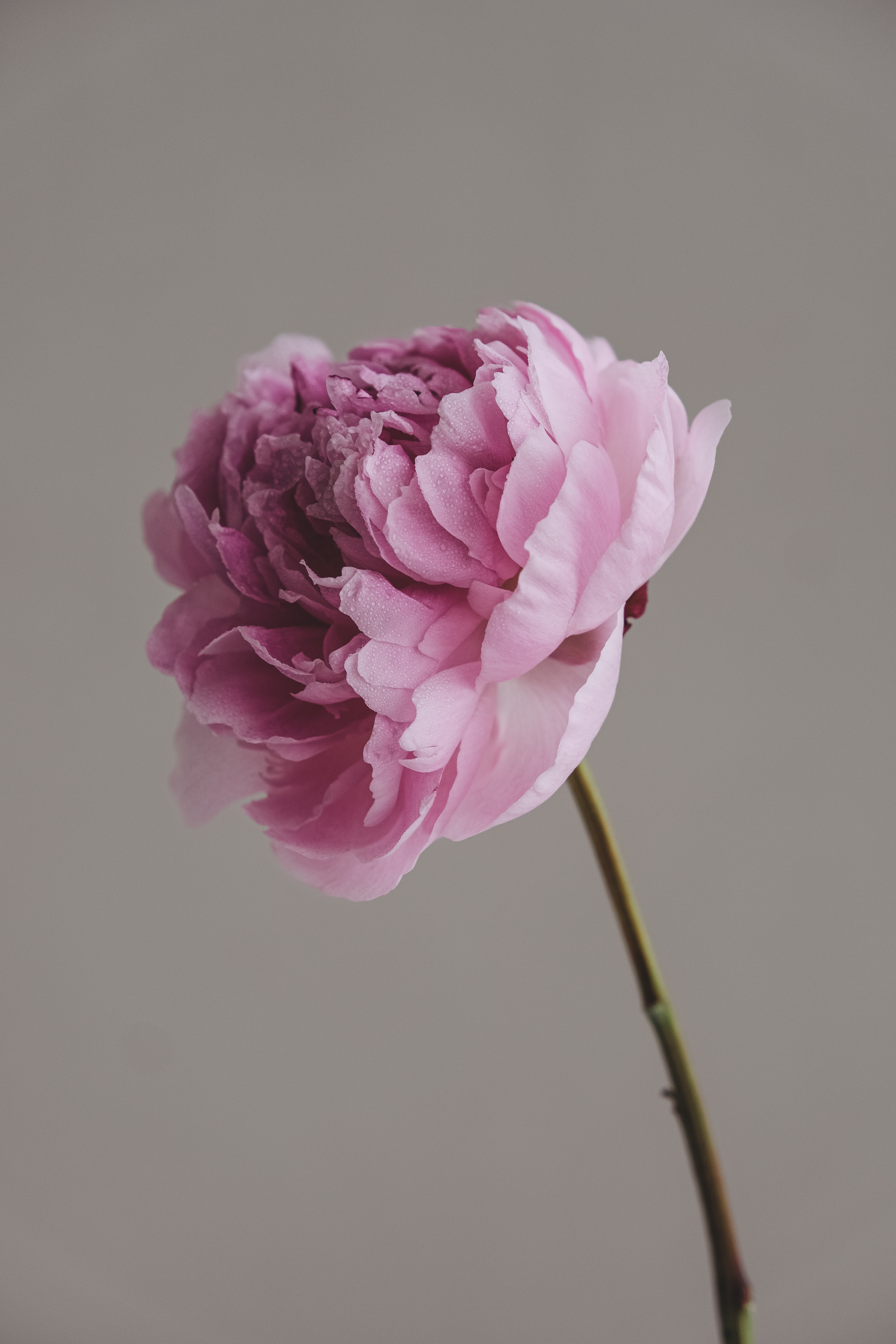 ALPALAZONE X АННА РЕЗОВСКАЯ